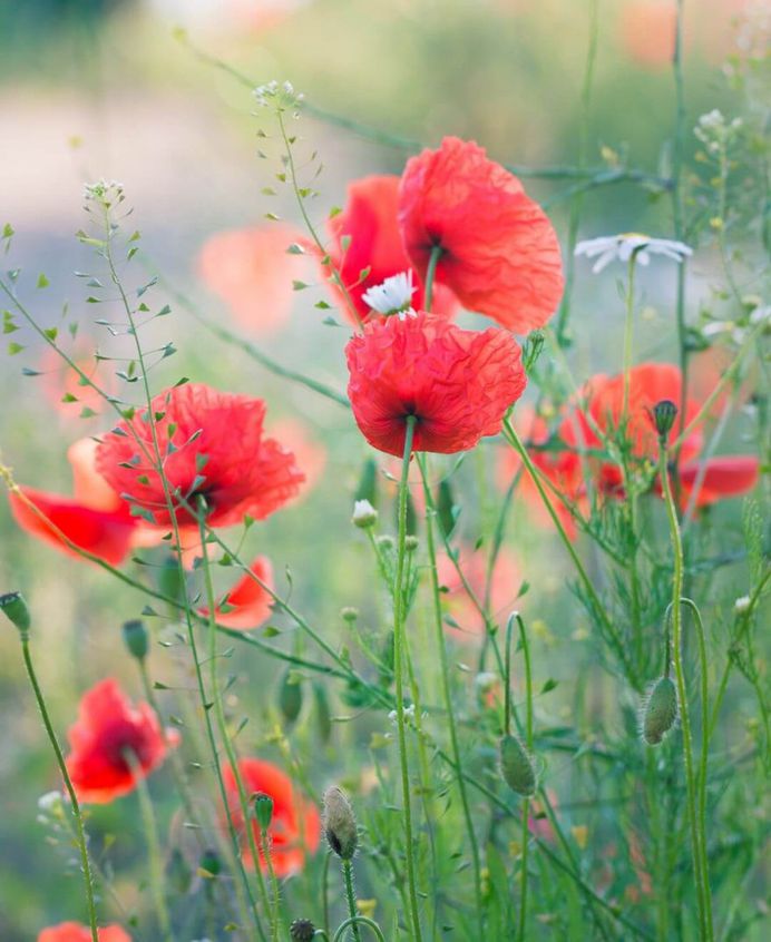 Wonderful Campos floridos by Ilaine