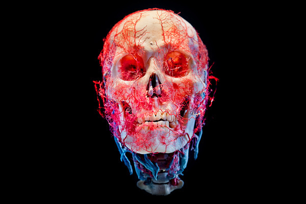 Bodies & Skulls on Behance #skull #photography #anatomy #keletoon