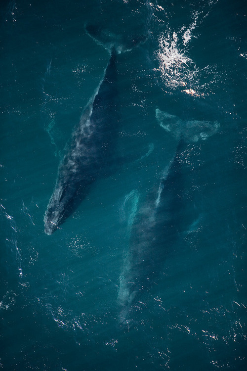 Sleepless Dreams #whale #leviathan #photography #swim #animals #blue #underwater #whales