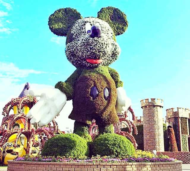 The topiary art of the Mickey Mouse at the Dubai Miracle Garden is huge. It has a height of almost 18 meters and it weighs in tons. It grows petunias and alternanthera along with geraniums and other flowers.