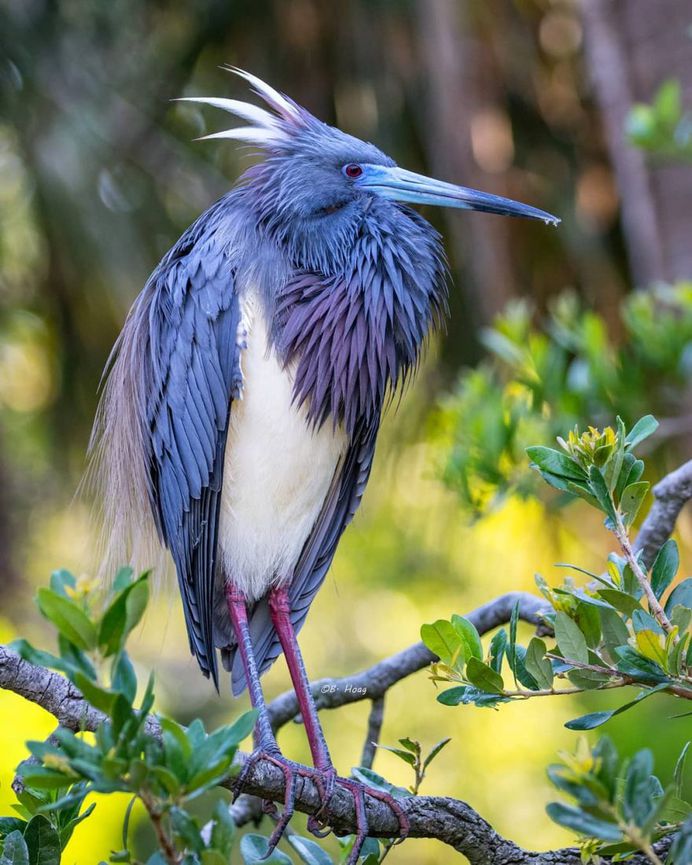 #your_best_birds: Creative Bird Photography by Bill Hoag