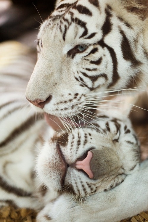 F&O FABFORGOTTENNOBILITY #tigers