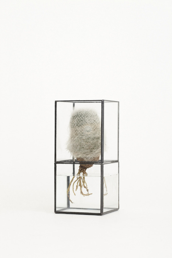 Hydro 100:80 by 10¹² TERRA #minimalist #terrarium #design