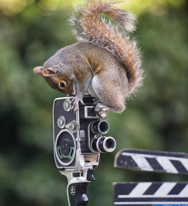 Squirrel Warhol by Max Ellis #inspiration #photography #animal