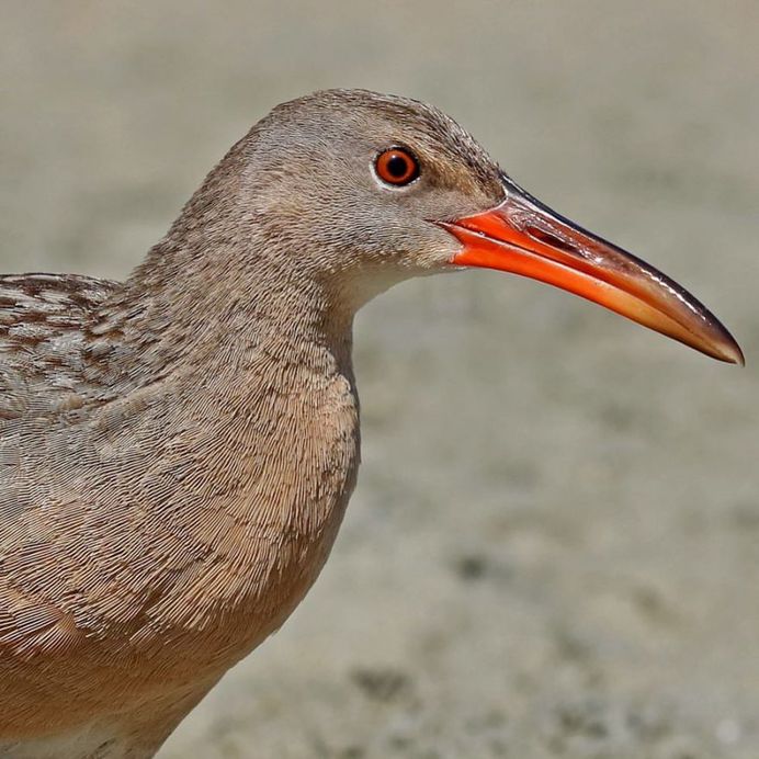 #nuts_about_birds: Awesome Bird Photography by Rogerio Rumao