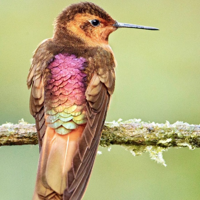 #your_best_birds: Beautiful Birds of India by Thirumoorti Ra