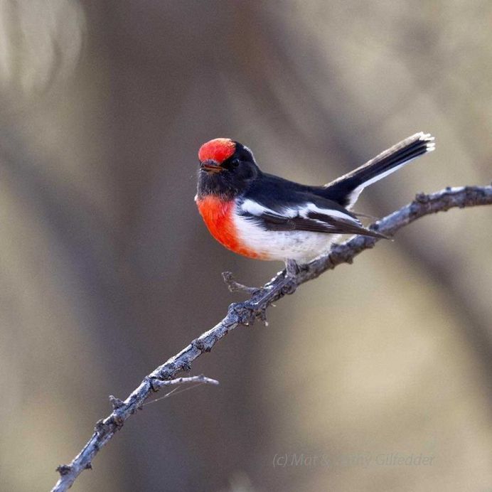 #birdsofinstagram: Spectacular Bird Photography by Mat & Cathy Gilfedder