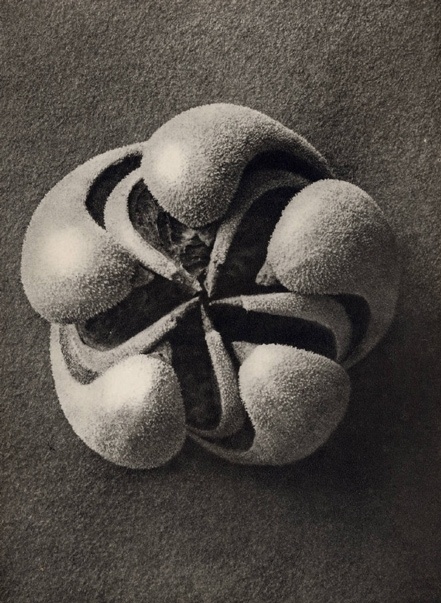 Karl_Blossfeldt_Blumernbachia_hieronymi_Loasaceae_1932_101_129_12.jpg (JPEG Image, 441 × 603 pixels) #pod #opened #seed