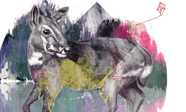 BEHIND THE UNKNOWN on Behance #silkscreen #calendar #illustration #realistic #watercolor #animal #saola