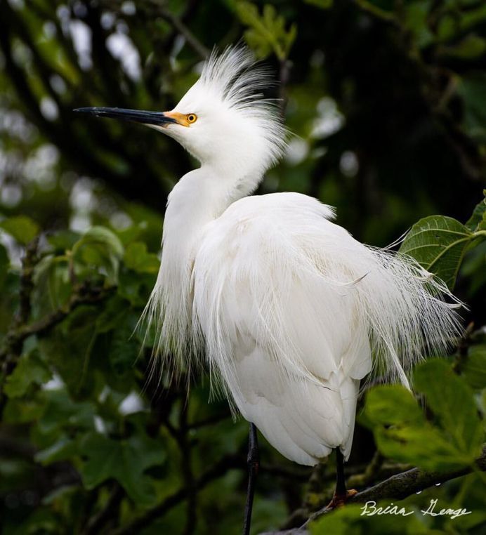 #your_best_birds: Beautiful Birds Photography by Brian Genge