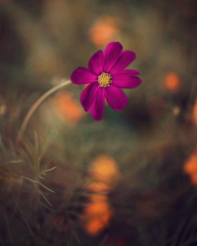 Fine Art Flowers Photography by Dina Telhami