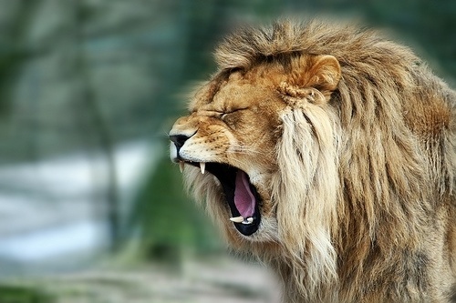 DeadFix #yawn