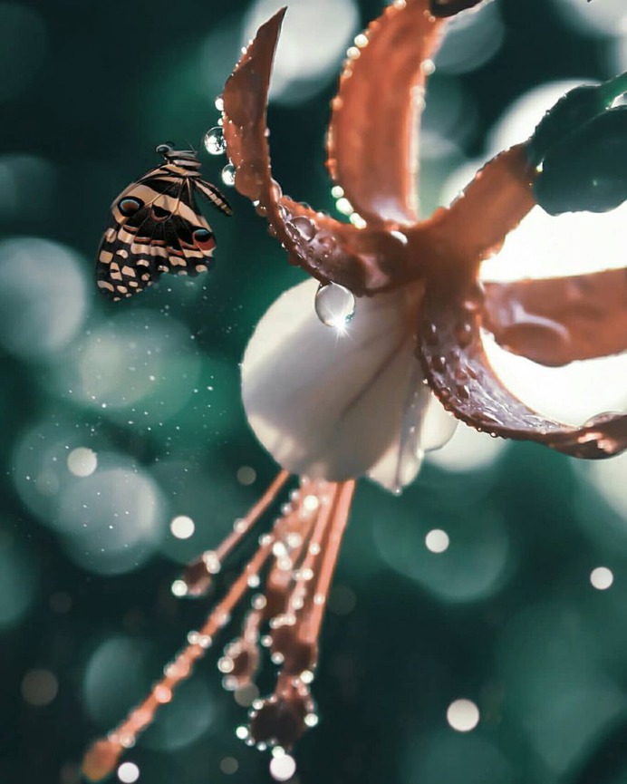 Conceptual and Fine Art Flower Photography by Niloofar Balalami