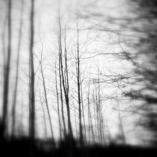 Forest, photography by Mara Mitchell #forest