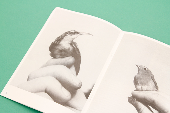 bird, birds, hands, black and white, book, promo
