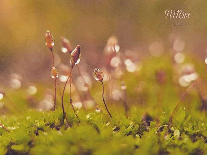 Beautiful Flowers and Plant Photography by Tania Perneel Stunnenberg