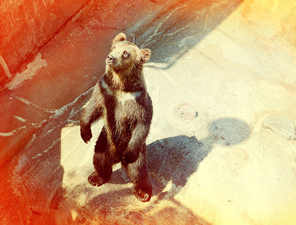 Nick Meek #colourful #bear #photography