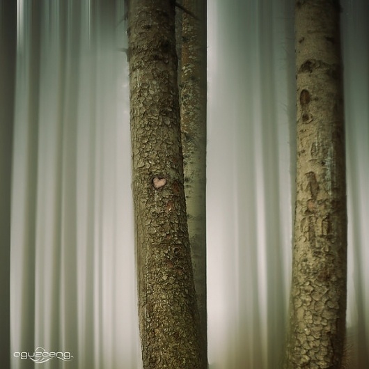 Jaw-dropping landscape photography by Oguz Cengizhanoglu | The D-Photo #trees