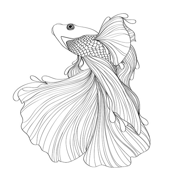 Siamese Fighting Fish on Behance
