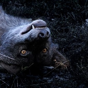 Photocase - creative stock photos nature fear environment set of teeth coat wild animal Dragon30 #sach #sebastian #black #photography #wolf
