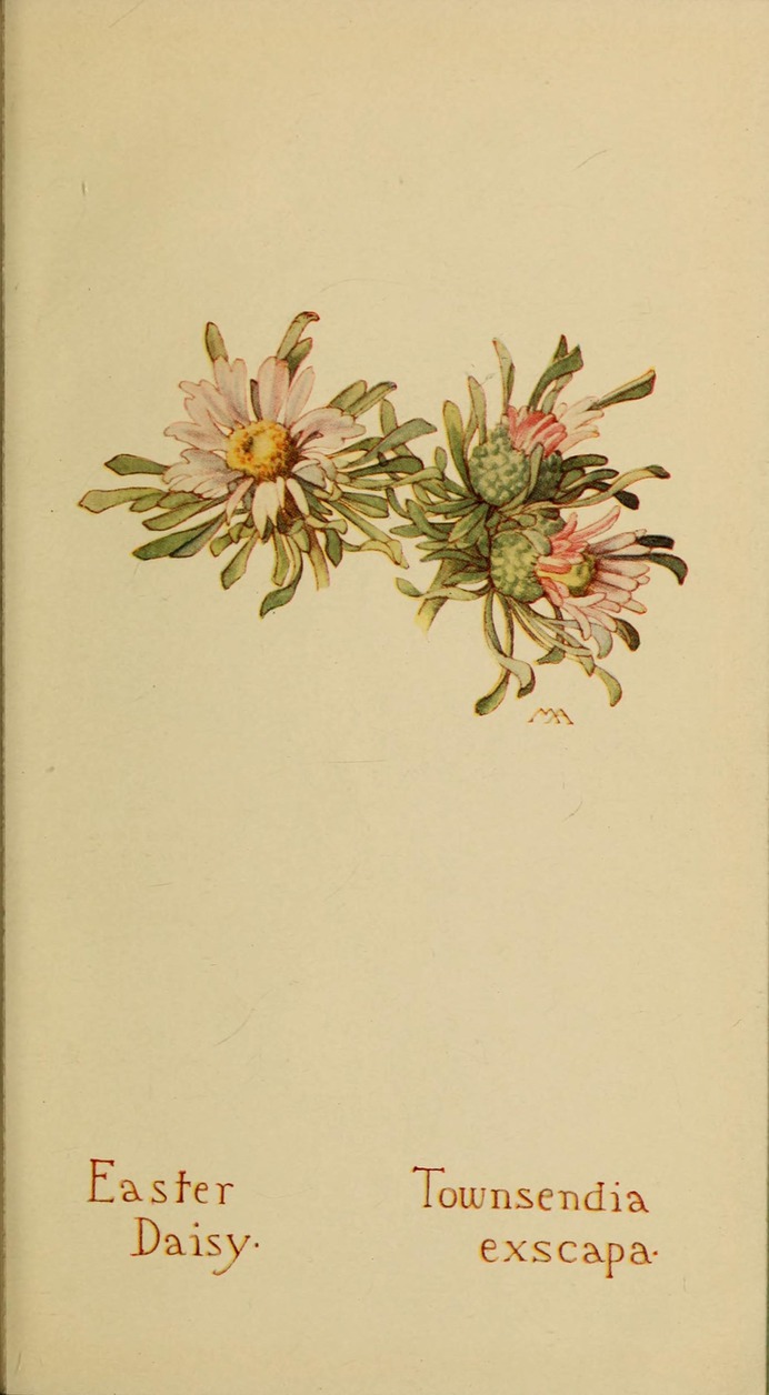 Townsendia_exscapa_by_Margaret_Neilson_Armstrong.jpg (1763×3200)