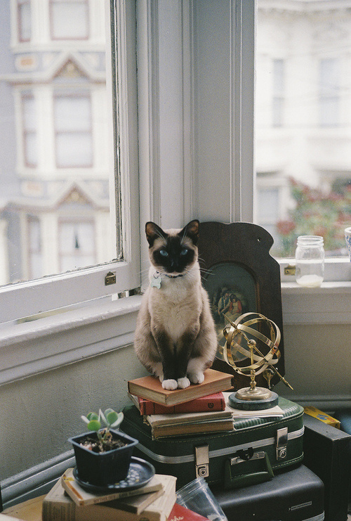 My world and my crayons. #interior #waiting #feline #books #cat #photography #window #animal