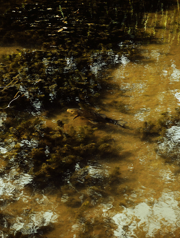 Pale Grain THE POND #limited #edition #print #fish #pond #park #pool #photography #copenhagen