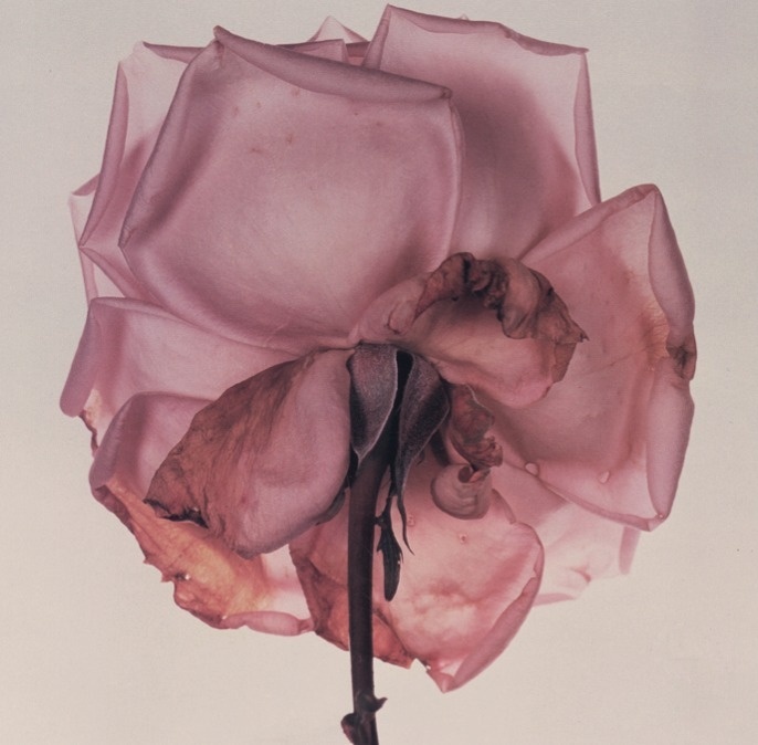 this isn't happiness™ (In lieu of flowers), Peteski #flower #rose #photo
