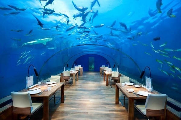Artistic restaurant – inspiring view from underwater restaurant Ithaa #artistic #view #underwater #restaurant