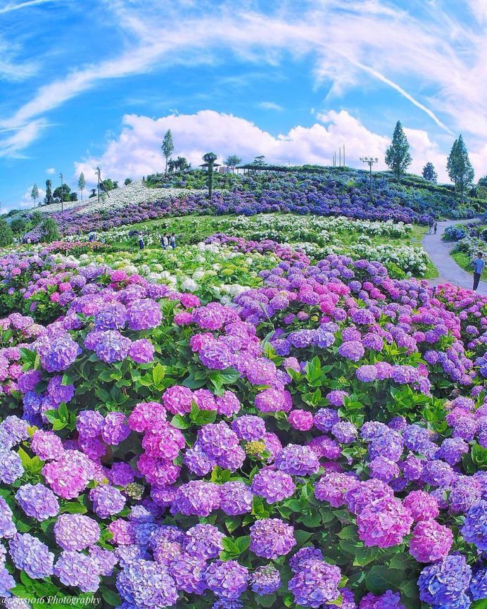 Colorful Hydrangeas World by Tatsuya Kurisu