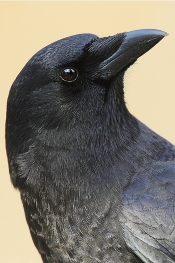 17 photo - Norman Rich photos at pbase.com #photo #crow