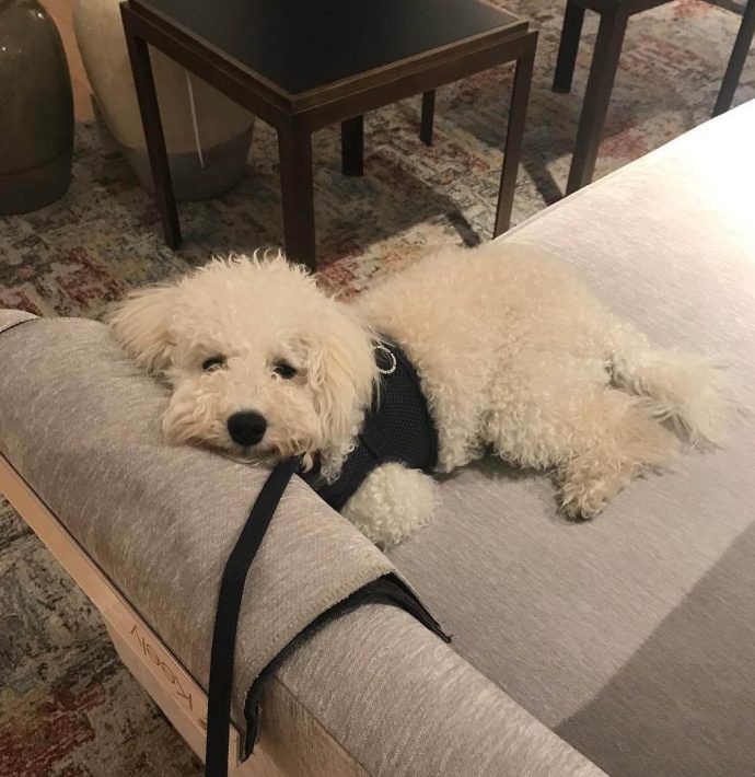 Most Dog Friendly Stores in America - Crate and Barrel