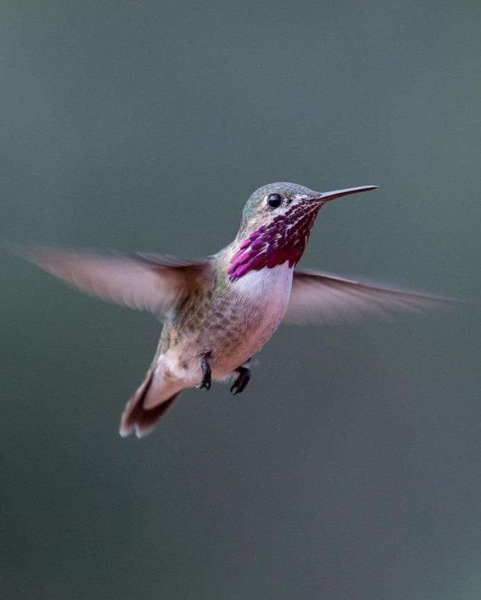 #hummingbird: Magnificent Birds Photography by Elijah Gildea