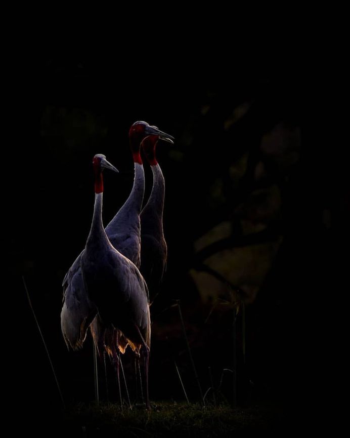 #bird_brilliance: Adorable Birds Photography by Vishal Monakar