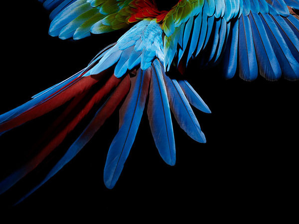 Perroquet 06.jpg, oct 2008 #photography #parrot #bird