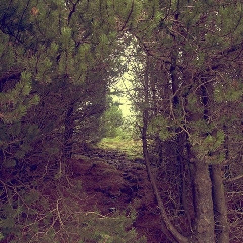 Photograph / FFFFOUND! | ANYTHING BUT SQUARE on Photography Served #tree #landscape