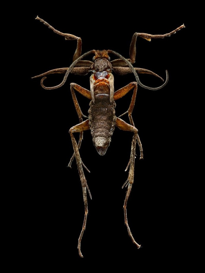 Microsculpture: Insect Portraits Under The Microscope by Levon Biss