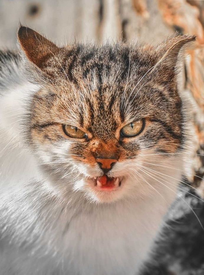 Gabriel Khiterer Captures Majestic Portraits of Stray Cats