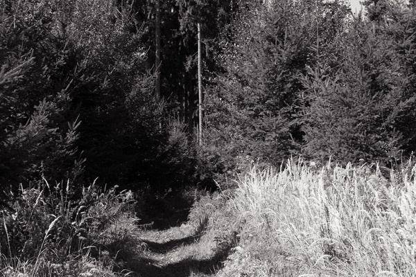 Zoomen Foto #forest