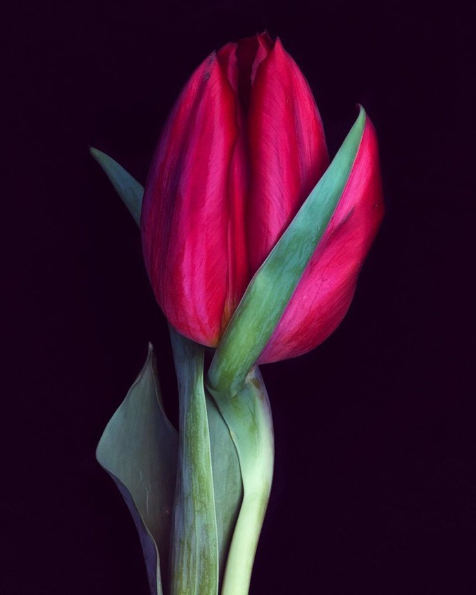 Fascinated iPhone Photos of Flowers by Barbara Nebel