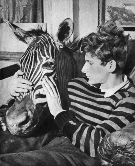 tumblr_lrnam7nvsU1qimqteo1_500.jpg (JPEG Image, 500x615 pixels) #zebra