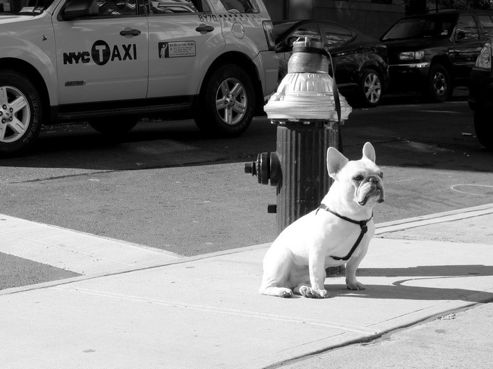 Puppers waiting outside of Ost Cafe | Flickr - Photo Sharing! #dog
