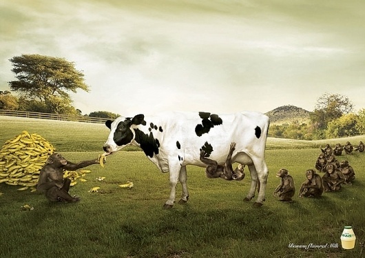 Молоко со вкусом банана #banana #flavored #monkey #cow #milk
