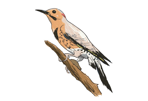 Self promotion #birds #illustration #vector #animal