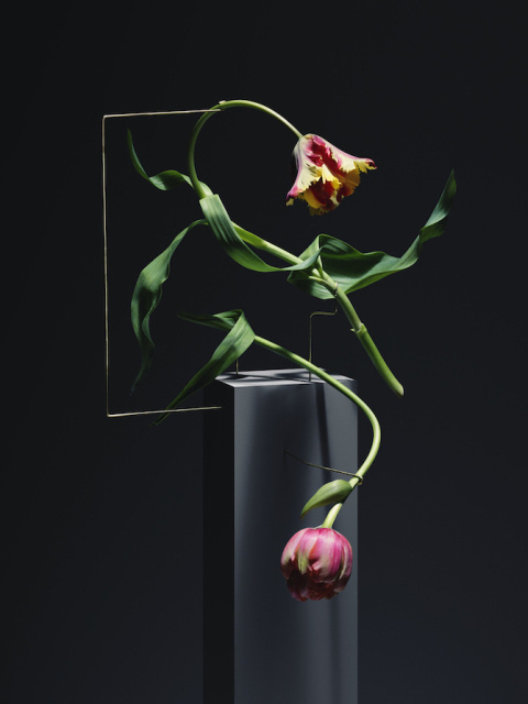 Carl Kleiner | PICDIT #flower #photo #photography
