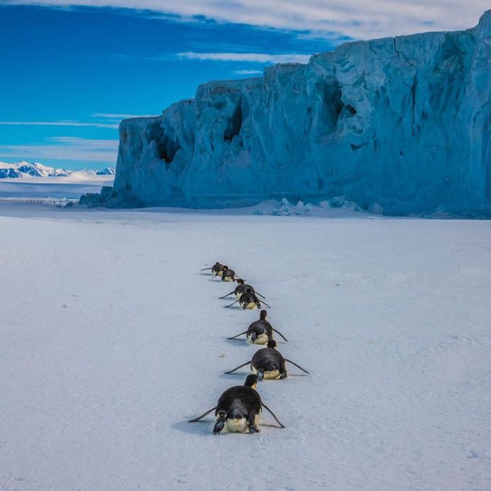 Paul Nicklen Documents The Ice and Wildlife of The Polar Regions