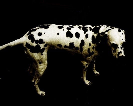 We Find Wildness #takehito #photography #ugai #dog