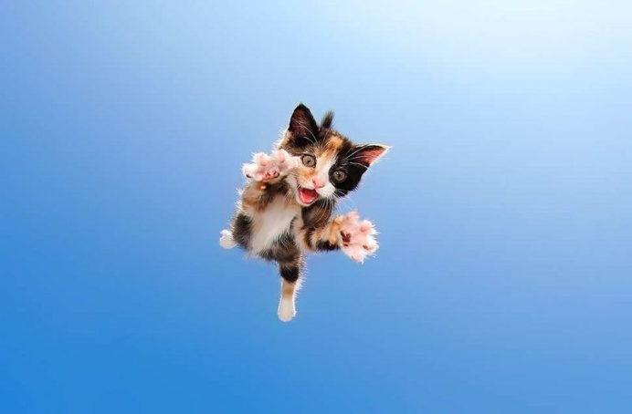 Adorable Cats And Kittens Flying Through The Air by Seth Casteel
