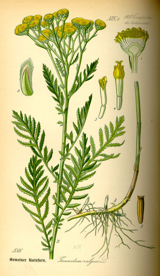 Illustration: Tanacetum vulgare #wilhelm #flora #thom #biology #print #fauna #otto #dr #illustration #and