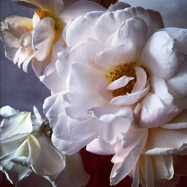 I think photography has been wrestling with a burden of telling the... but does it float #flower #photography